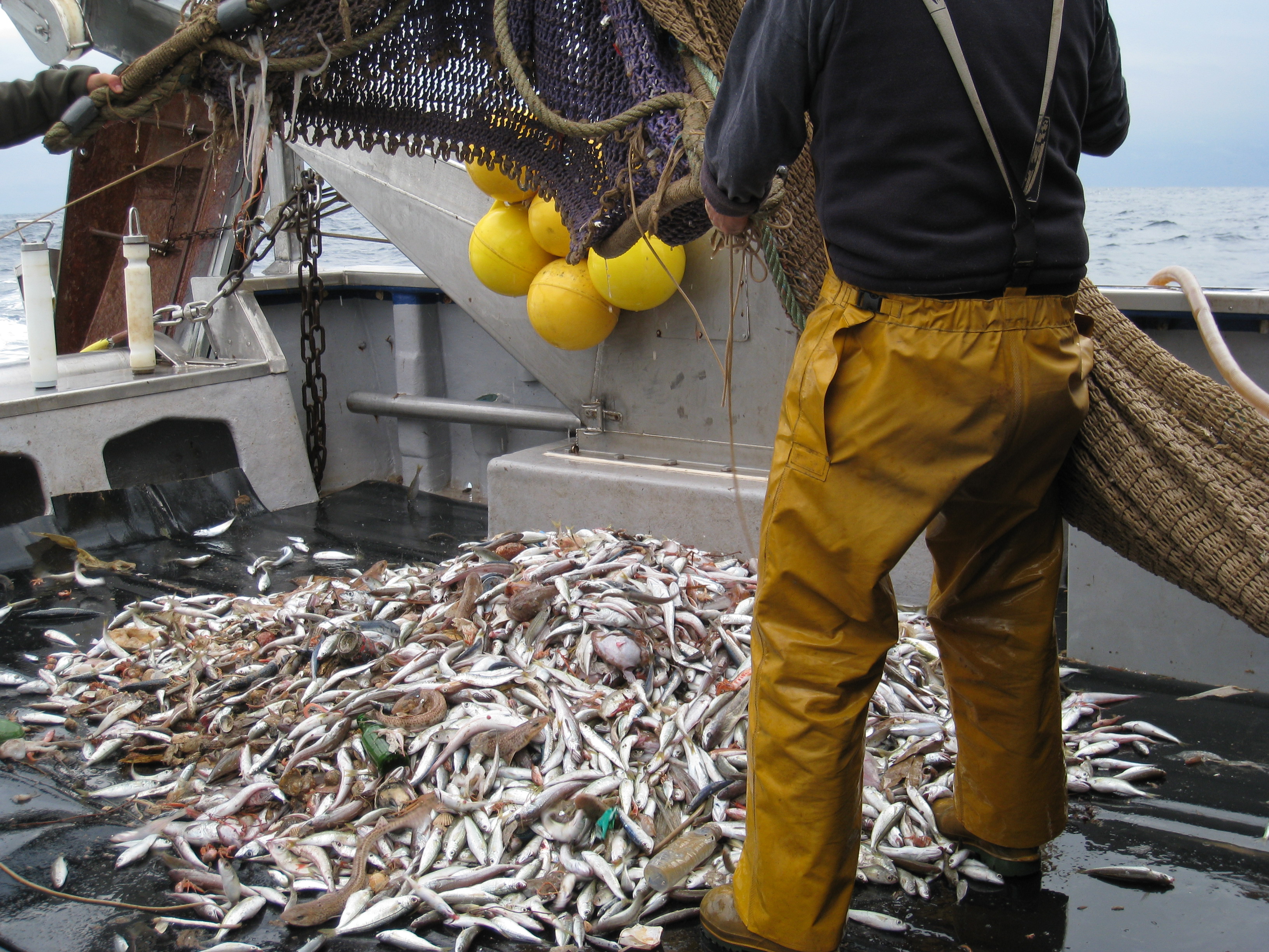 Un terç de les poblacions de peixos d'arreu del món estan sobreexplotades / Anabel Colmenero