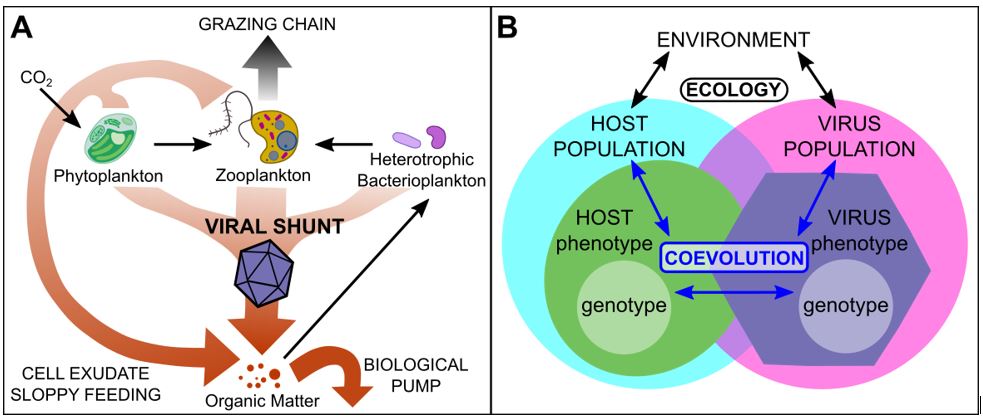  (A) A simplified diagram of the marine microbial food web highlighting the “Viral Shunt” that diverts carbon away from higher trophic levels, either to be recycled into biomass by heterotrophic bacteria or sequestered in the deep ocean. Black arrows: uptake and trophic interactions. Brown arrows: free organic matter. (B) Diagram of ecological (black arrows) and coevolutionary (blue arrows) feedbacks highlighting how the genetic mechanisms of host–virus interacts with population variables (eg. size and diversity) that have ecological consequences. 