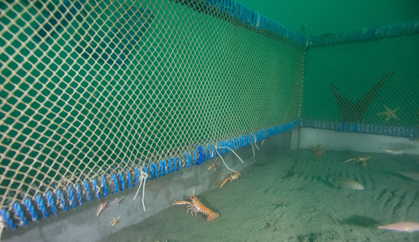 L'observatori està situat a 20 metres de fondària