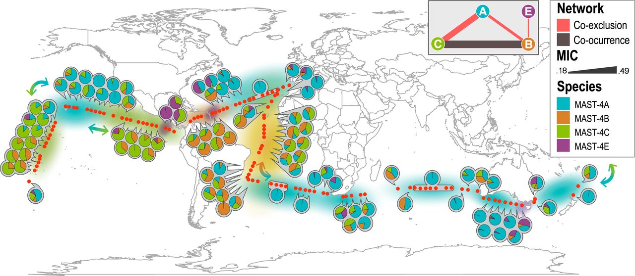 Els depredadors dels bacteris de l'oceà són essencials per al reciclatge de nutrients.