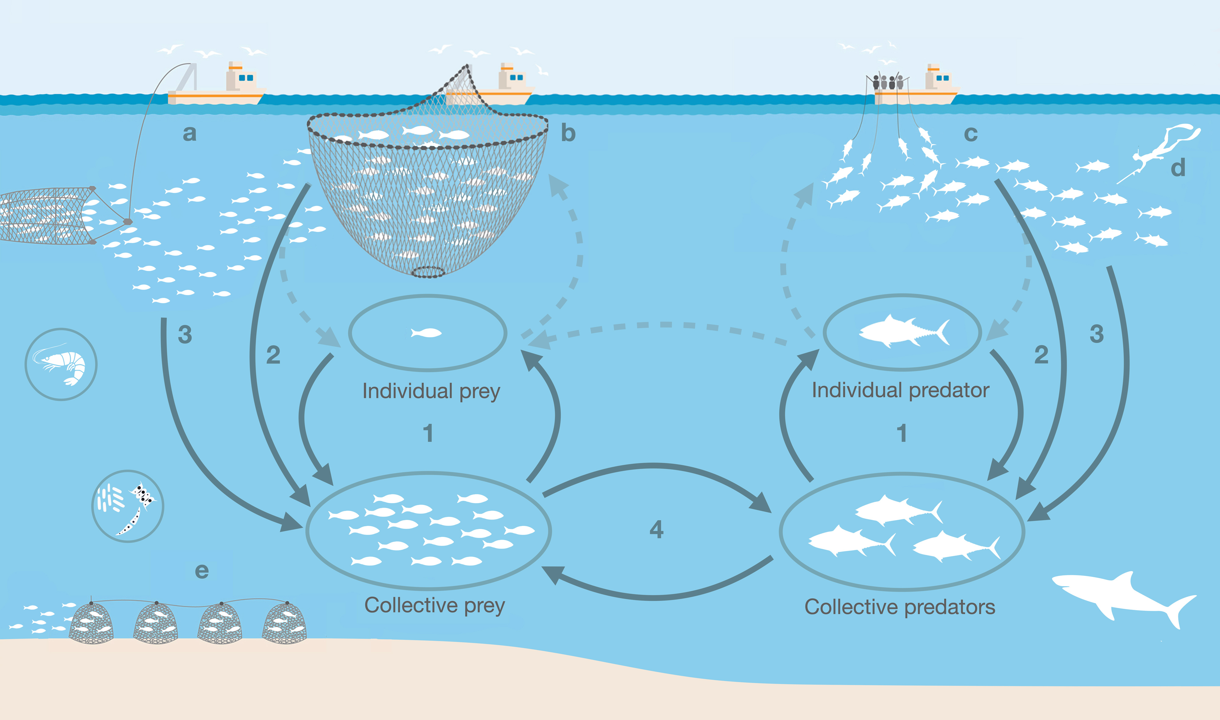 La pesca pot disminuir la tendència dels peixos a formar moles de peix / ICM-CSIC