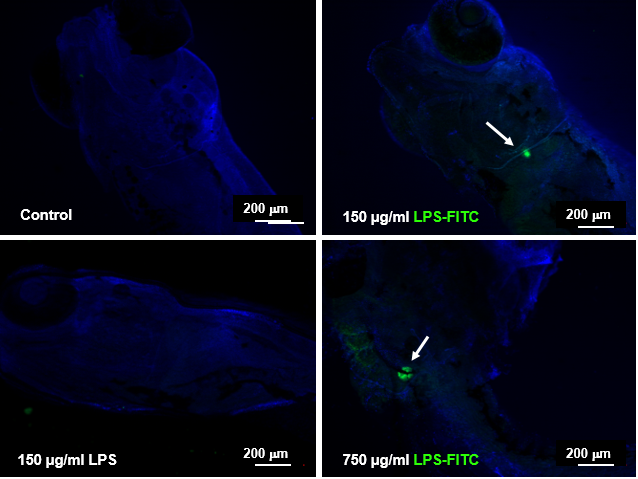 Larves de peix zebra de 15 dies desprès de la fertilització immuno estimulades durant 3 hores amb paret de bacteria (LPS) fluorescent /ICM-CSIC