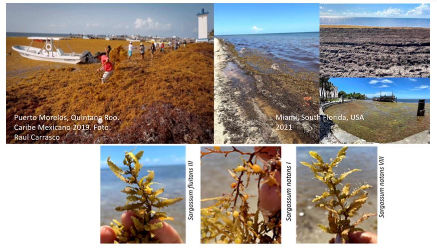 Algal blooms are part of our oceans and coastal ecosystems’ dynamics.