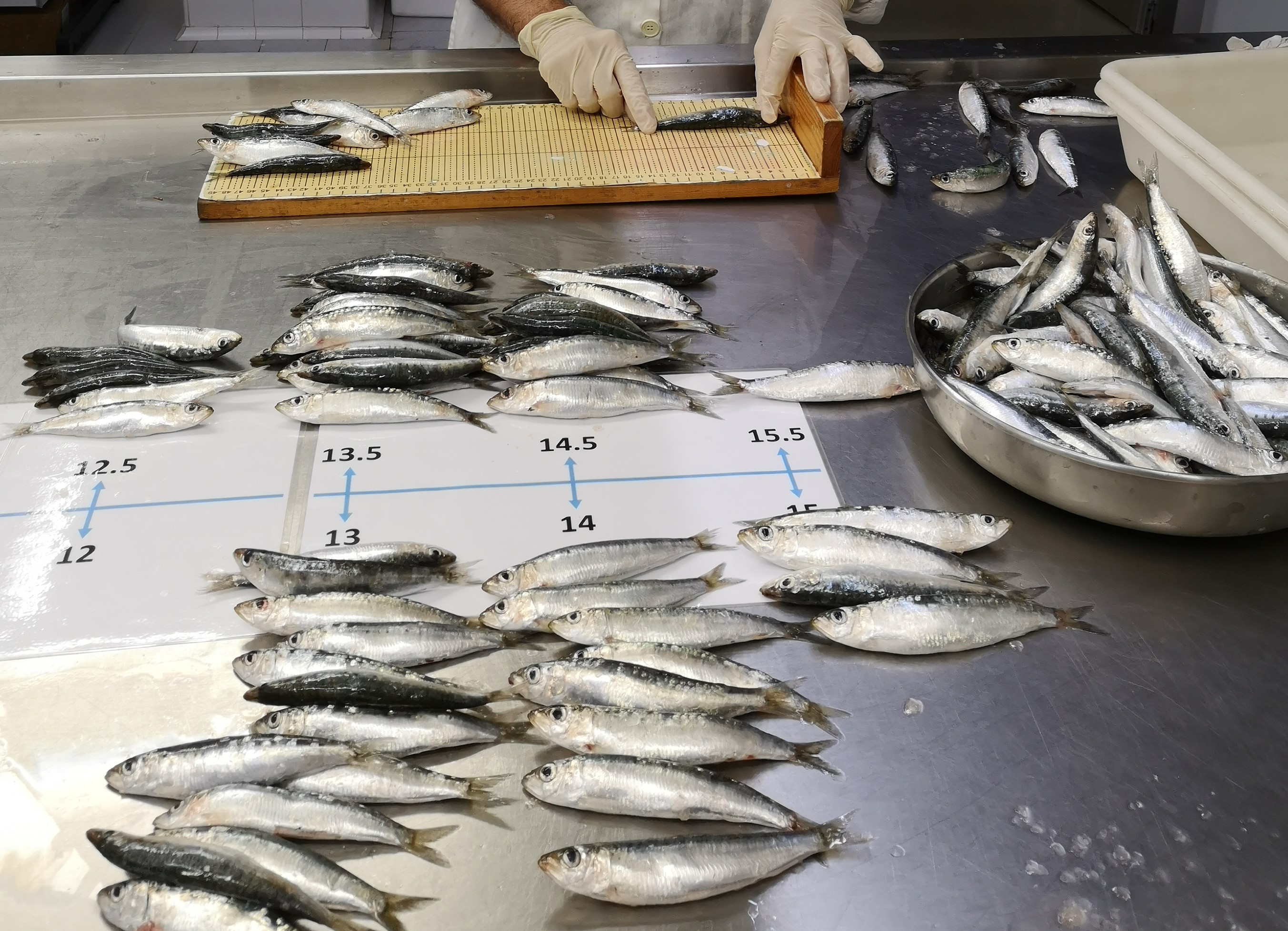 More than half of sardines and anchovies in the Western Mediterranean ...