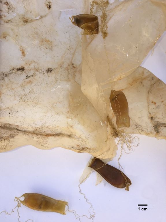 Durant l'elaboració de l'estudi també es van trobar ous de tauró gat (Scyliorhinus canicula) adherits al plàstic / Arnau Subías.