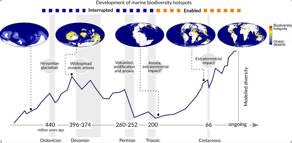 El temps transcorregut entre un esdeveniment d'extinció massiva i el següent va ser clau per permetre el desenvolupament dels hotspots de biodiversitat. / Pedro Cermeño.