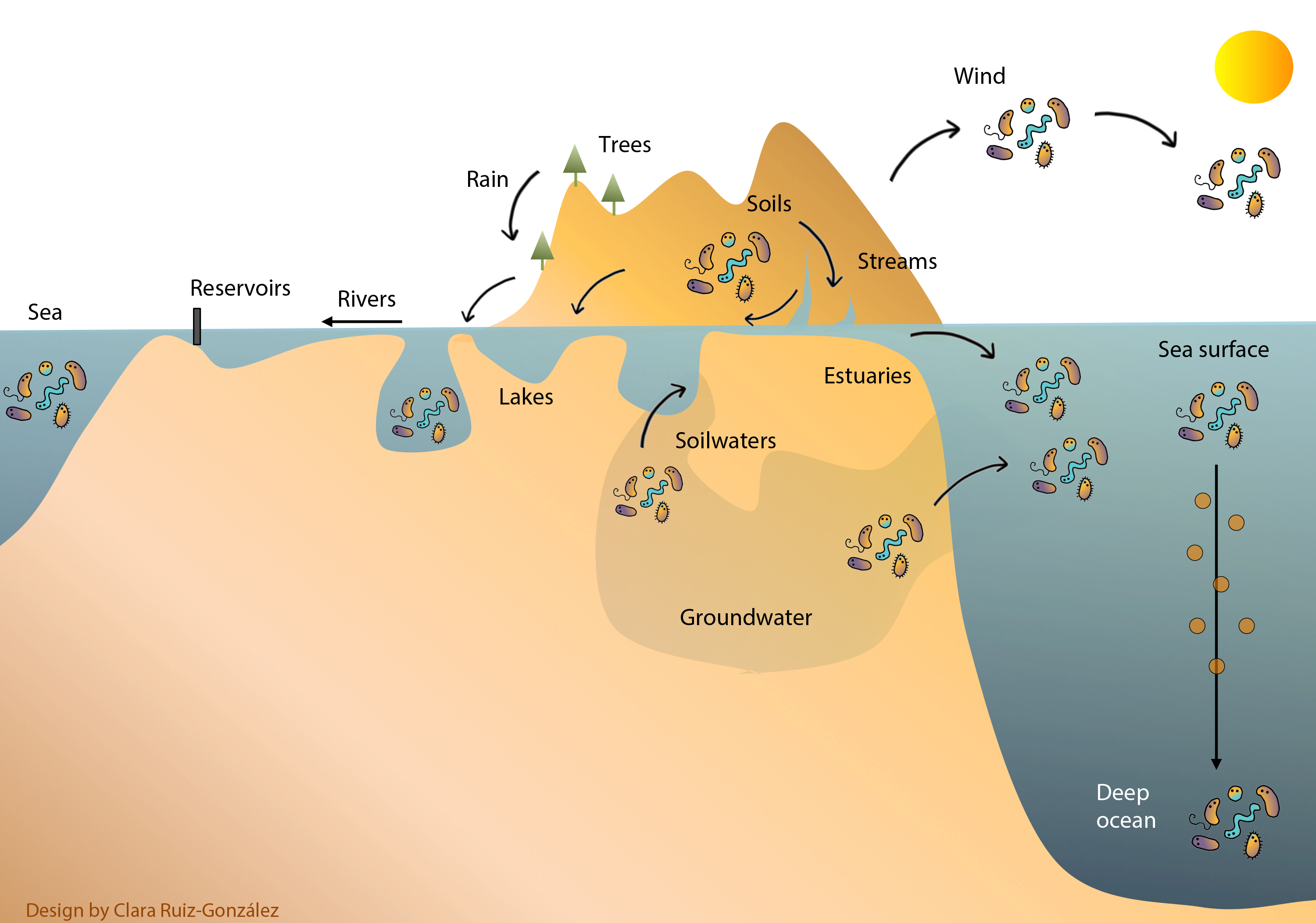 Schematic representation of some of the main microbial dispersal routes between natural terrestrial and aquatic habitats, highlighting that microbial metacommunities clearly transcend ecosystem boundaries. 