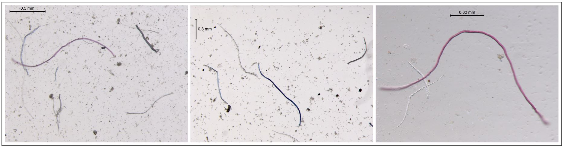 There is a flow of microfibres that varies seasionally / ICM-CSIC.