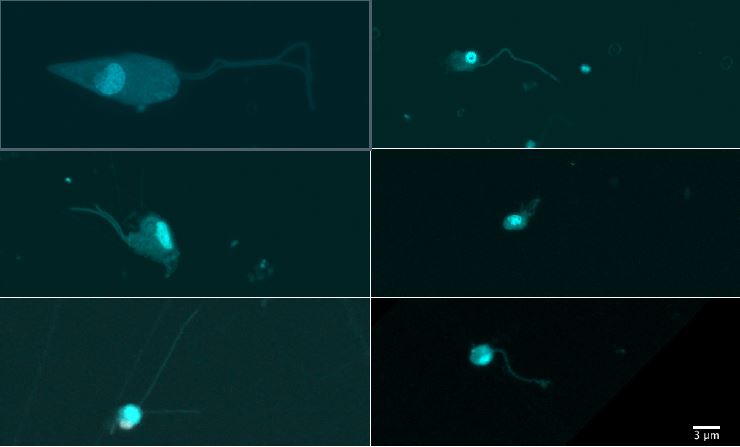 Also some heterotrophs use sunlight to survive / ICM-CSIC