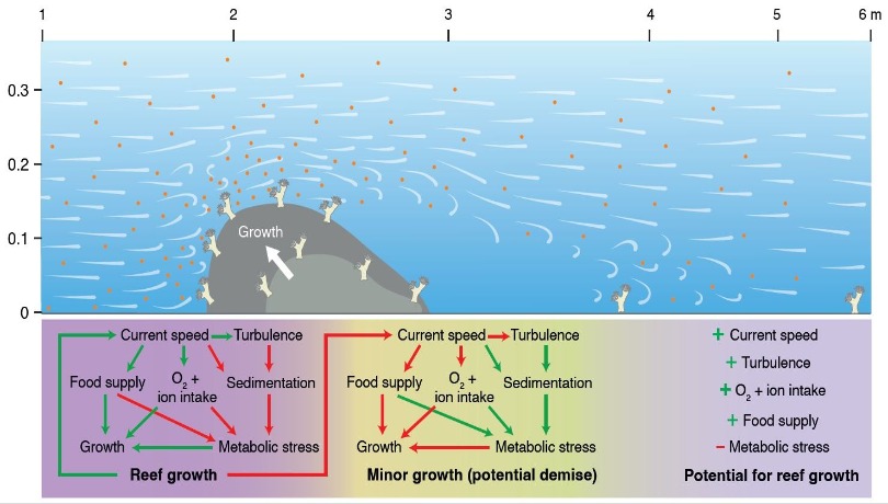 The experiments reveal a higher growth of the colonies located at a certain distance from the front of the reef / ICM-CSIC.
