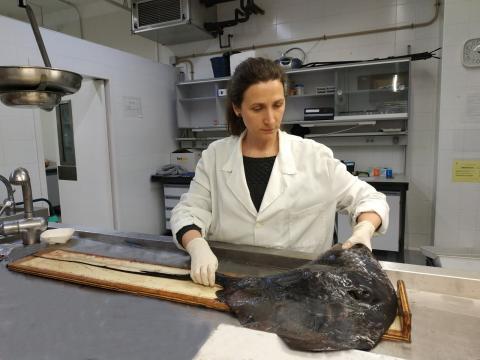 Anabel is an expert in sharks and rays and co-founder of Catsharks / ICM-CSIC.