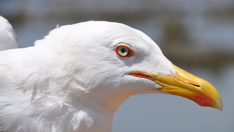 Yellow-legged gull /Larus michahellis/. Photo: Isabel Afán (EBD-CSIC) Yellow-legged gull /Larus michahellis/. Photo: Isabel Afán (EBD-CSIC)