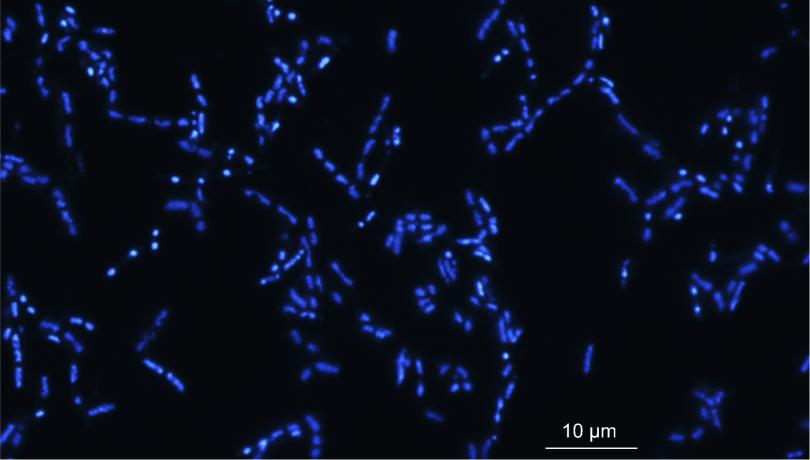 Imagen de microscopía de epifluorescencia donde se observan bacterias marinas cultivadas y con tinción DAPI / ICM-CSIC