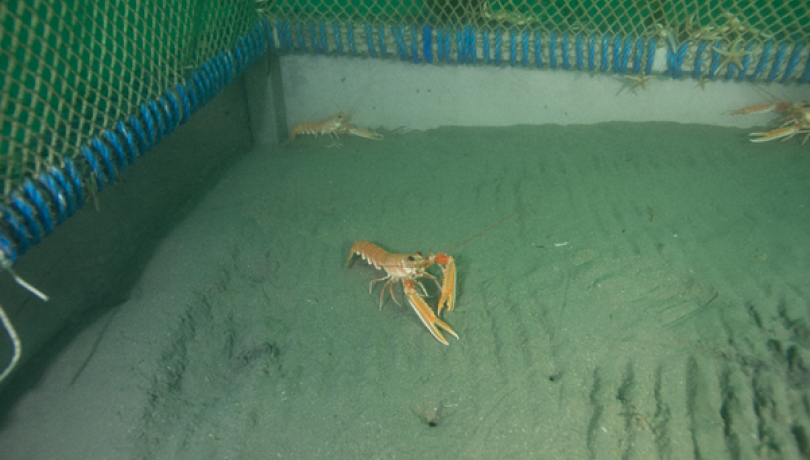 The observatory belongs to the European Marine Infrastructure EMSO  / ICM-CSIC