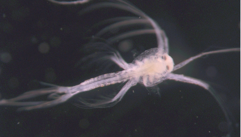Les larves de gamba vermella mesuren poc més d'un mil·límetre