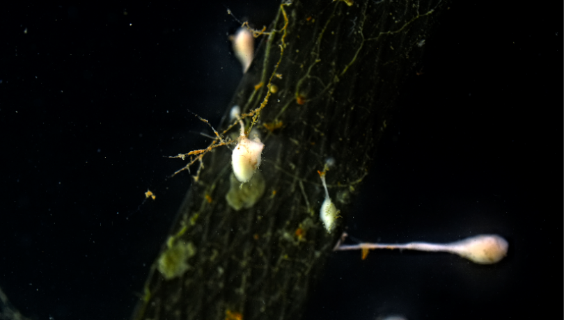 This species feed on small crustaceans / Rubén Duro