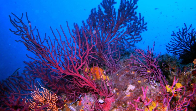 The red gorgonian plays an important ecological role as it acts as a seabed engineering species / ICM-CSIC The red gorgonian plays an important ecological role as it acts as a seabed engineering species / ICM-CSIC