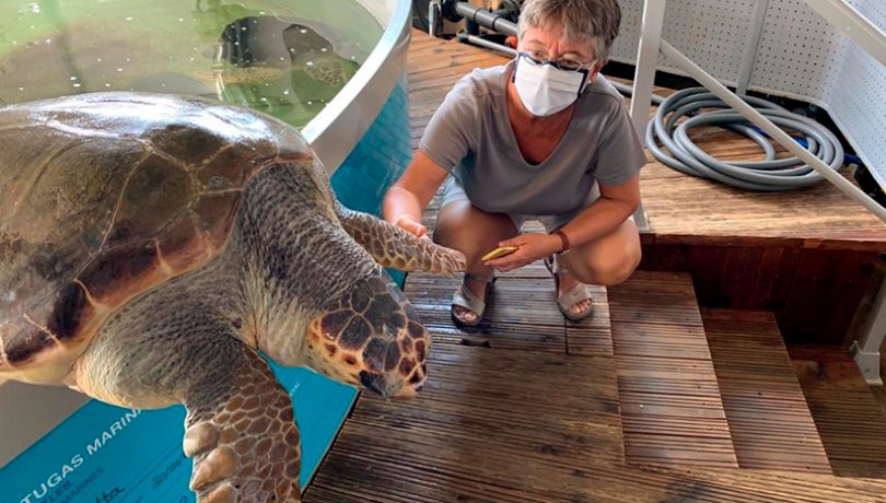 Researcher Montserrat Solé next to a loggerhead turtle, one of the species used to investigate the effects of plasticizers in collaboration with the Oceanogràfic de Valencia. / Montserrat Solé (ICM-CSIC) La investigadora Montserrat Solé al costat d’una tortuga babaua, una de les espècies amb les quals s'investiga els efectes dels plastificants en col·laboració amb l'Oceanogràfic de València. / Montserrat Solé (ICM-CSIC)