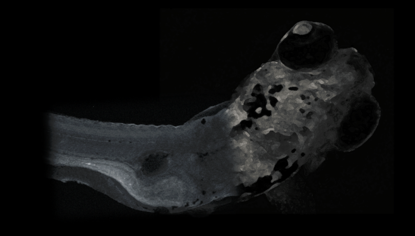 Zebrafish is used as a model species in scientific research / ICM-CSIC