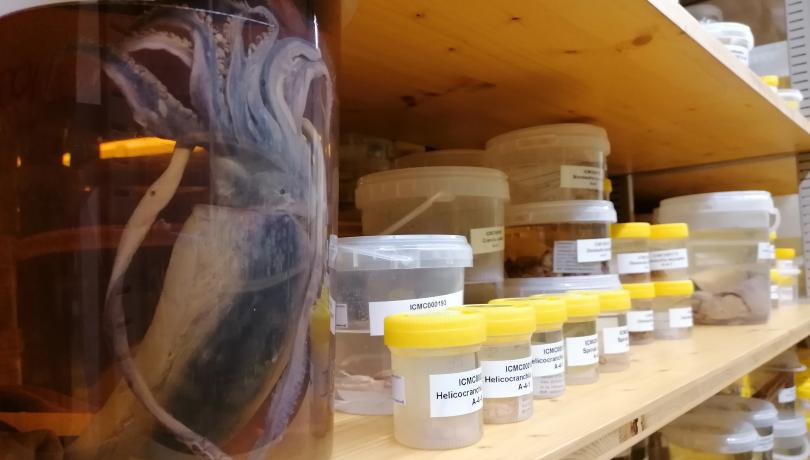 Los ejemplares de las CBRs se utilizan para realizar estudios morfológicos, genéticos y moleculares. Los ejemplares de las CBRs se utilizan para realizar estudios morfológicos, genéticos y moleculares.