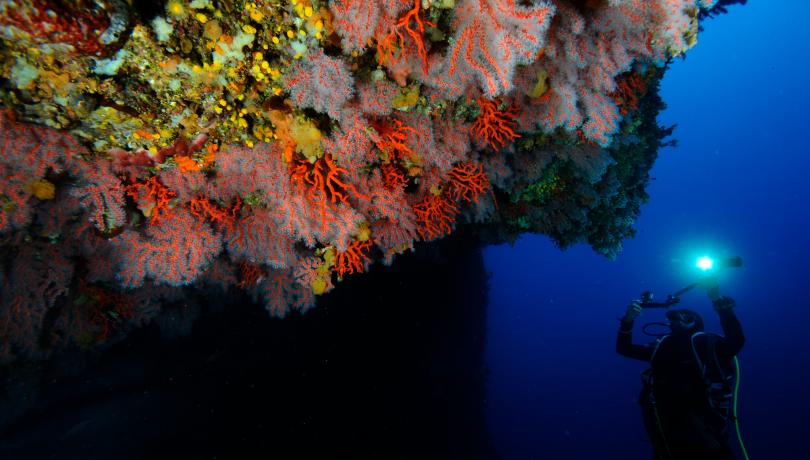 El Mediterráneo acoge el 10% de las especies marinas conocidas / joaquim Garrabou (ICM-CSIC)
