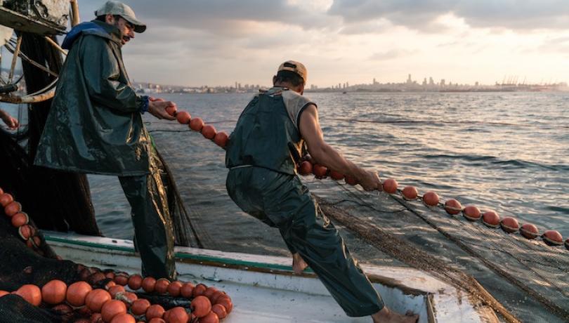 Environmental and fishing pressure threaten the future of small pelagics in the Mediterranean / ICM-CSIC