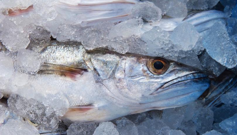 Hake is one of the most exploited fish in the Mediterranean/ Pixabay Hake is one of the most exploited fish in the Mediterranean/ Pixabay