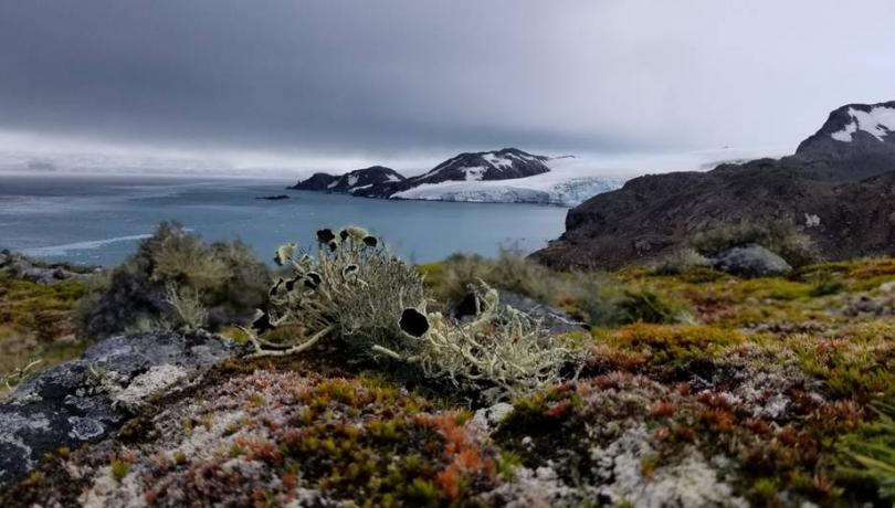 Species from warmer regions could migrate to Antarctica due to climate change / Claudia Colesi