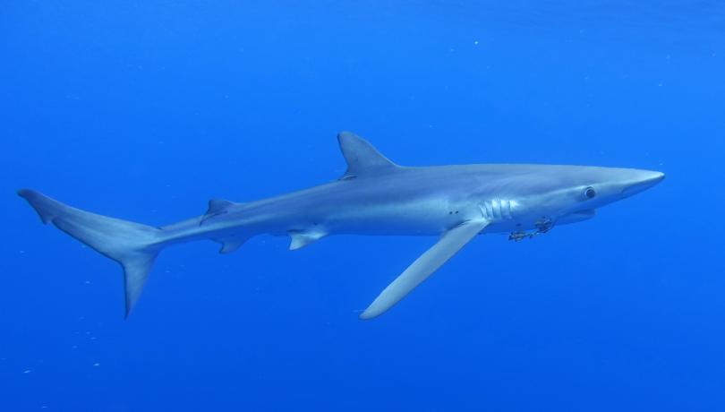El Mediterráneo se considera el mar más peligroso para los tiburones y las rayas  / Claudio Barría (ICM-CSIC)