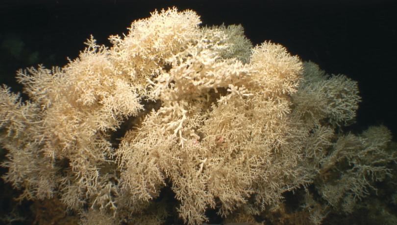 Actualmente, los arrecifes de coral de aguas frías del Mediterráneo están formados principalmente por la especie Madrepora oculata y en parte por la especie Desmophyllum pertusum / Cabliers reef - SHAKE Cruise SHAKE Cruise.