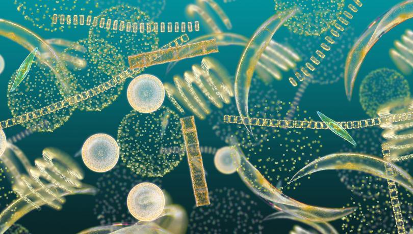 Phytoplankton is made up of millions of single-celled algae / Richard Kirby (Plymouth University) Phytoplankton is made up of millions of single-celled algae / Richard Kirby (Plymouth University)