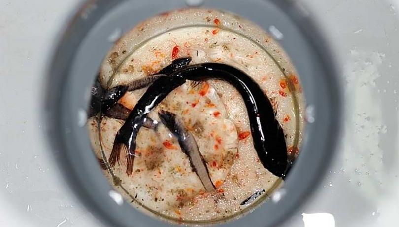 The study reveals that marine microbes also have a great influence on higher organisms in the marine food chain / Antonio Bode (IEO)