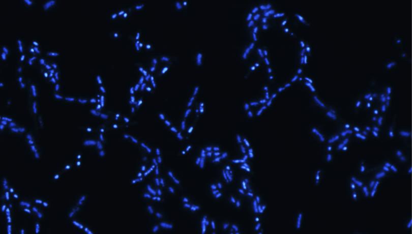 Los microorganismos del océano profundo juegan un papel fundamental en los ciclos biogeoquímicos del planeta / ICM-CSIC Los microorganismos del océano profundo juegan un papel fundamental en los ciclos biogeoquímicos del planeta / ICM-CSIC