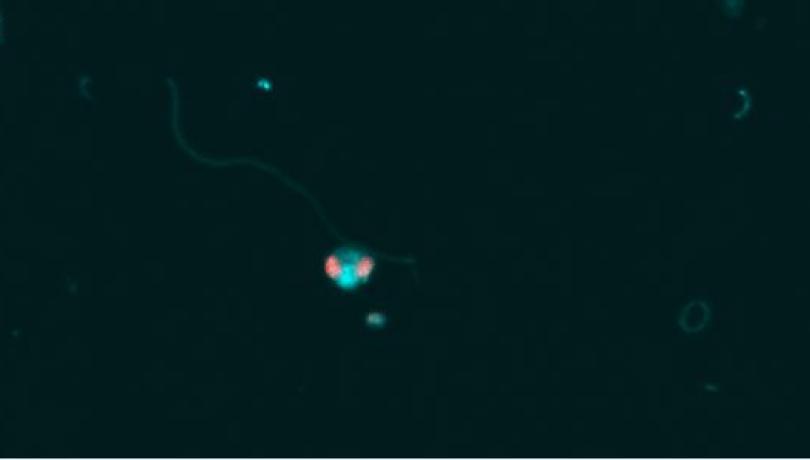 These predators recycle nutrients that will be used by the higher levels of marine food webs / ICM-CSIC