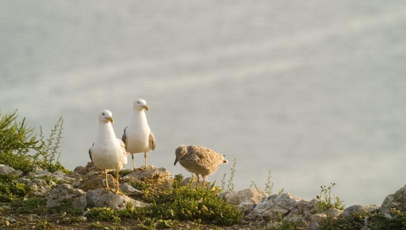 The yellow-legged gull is a species with a high capacity to adapt to habitats transformed by human action / Raúl Ramos, UB-IRBio. The yellow-legged gull is a species with a high capacity to adapt to habitats transformed by human action / Raúl Ramos, UB-IRBio.