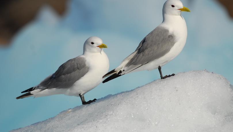 Estas aves se alimentan principalmente de especies asociadas al hielo / Sébastien Descamps (NPI).