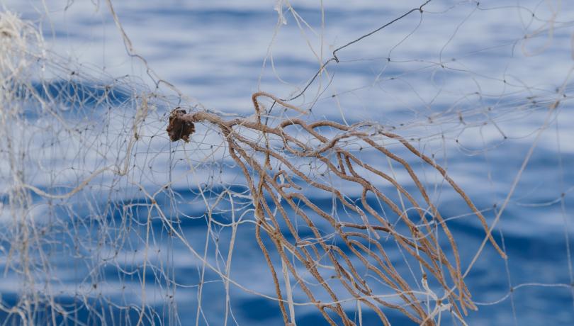 Les gorgònies havien quedat atrapades a les xarxes de pesca / ICM-CSIC. Les gorgònies havien quedat atrapades a les xarxes de pesca / ICM-CSIC.