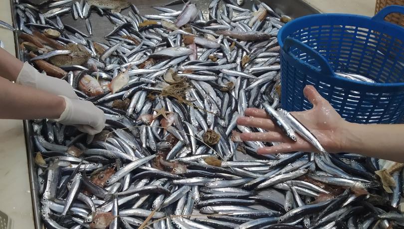 Boquerones y otras especies durante el muestreo / Elena Lloret-Lloret (ICM-CSIC).