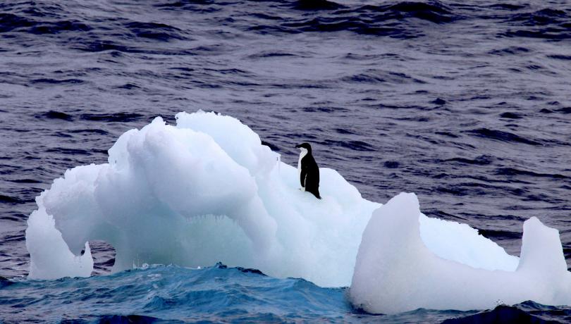 Pingüí d'Adèlia (Pygoscelis adeliae) sobre tampa de gel fonent-se a la deriva albirada des del vaixell oceanogràfic BIO Hespèrides el 2020. / C. Escutia Pingüí d'Adèlia (Pygoscelis adeliae) sobre tampa de gel fonent-se a la deriva albirada des del vaixell oceanogràfic BIO Hespèrides el 2020. / C. Escutia