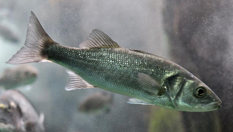 The study has used European sea bass as a model to describe in depth this polygenic sex determination system and its interaction with temperature / Wikimedia Commons.