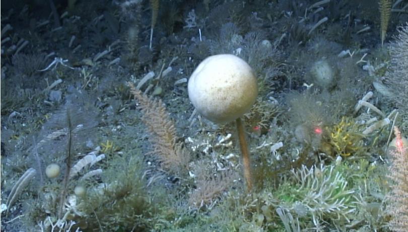 Sponges are one of the most common benthic organisms on the Antarctic seabed / ICM-CSIC. Sponges are one of the most common benthic organisms on the Antarctic seabed / ICM-CSIC.
