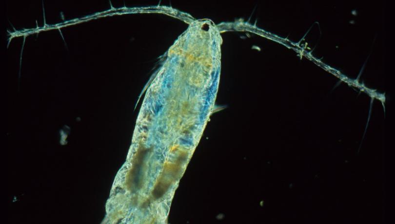 Planktonic mixotrophic organisms can obtain nutrition like a plant or like an animal / ICM-CSIC. Planktonic mixotrophic organisms can obtain nutrition like a plant or like an animal / ICM-CSIC.