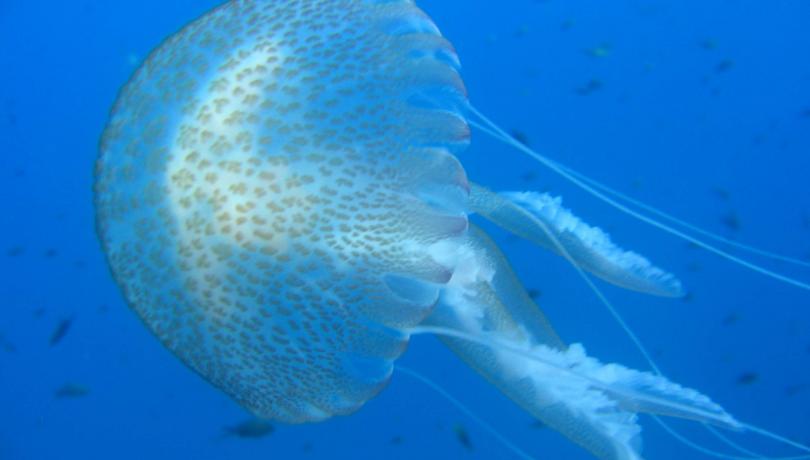 Algunas especies de medusas se alimentan de huevos y larvas de peces / ICM-CSIC.