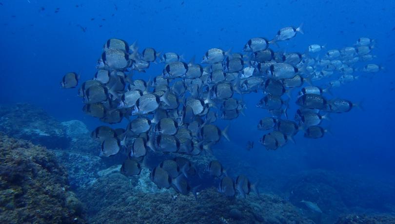Hay muy poca información disponible sobre las especies menos conocidas e icónicas, tales como algunos invertebrados/ICM-CSIC.