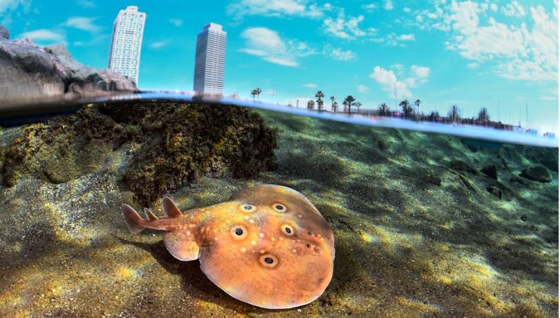 Hasta ahora, el Atlas no disponía de información sobre la biodiversidad marina de las playas de Barcelona / ICM-CSIC.