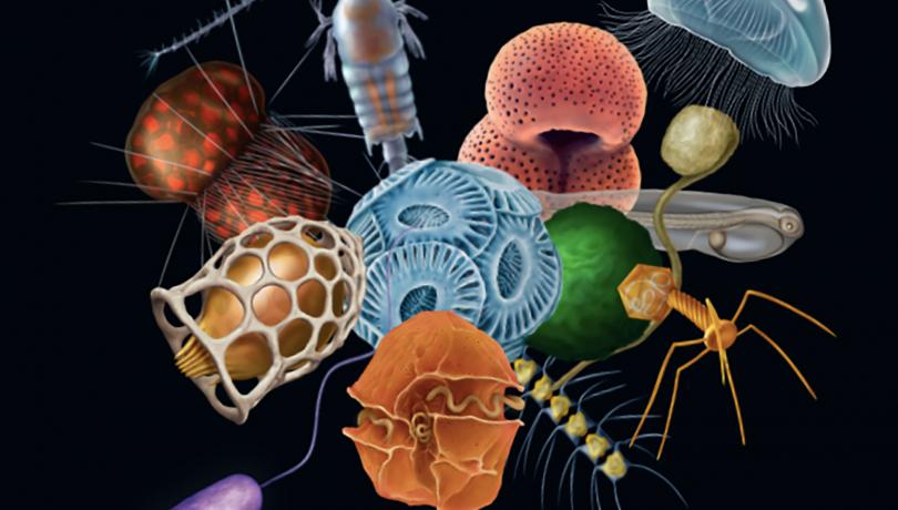 Project illustrations are created by the scientific designer Mikel Rodríguez Hidalgo (@mikelgraphicscience). Project illustrations are created by the scientific designer Mikel Rodríguez Hidalgo (@mikelgraphicscience).
