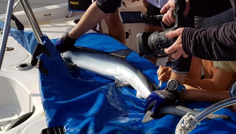 The tags will make it possible to understand the movements of the species and relate them to possible interaction with fisheries/ICM-CSIC. The tags will make it possible to understand the movements of the species and relate them to possible interaction with fisheries/ICM-CSIC.