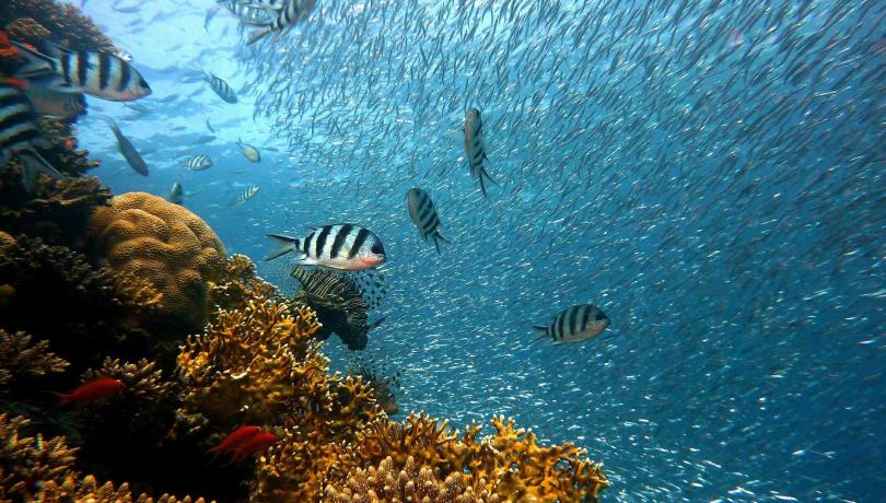 Coral regions are examples of marine biodiversity hotspots, regions with a high number of species. / Pixabay Coral regions are examples of marine biodiversity hotspots, regions with a high number of species. / Pixabay