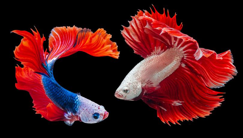 Según el estudio, los genes implicados en los cambios epigenéticos de los peces durante la domesticación son los mismos que en el caso de los humanos / Worachat Sodsri (Unsplash). Según el estudio, los genes implicados en los cambios epigenéticos de los peces durante la domesticación son los mismos que en el caso de los humanos / Worachat Sodsri (Unsplash).