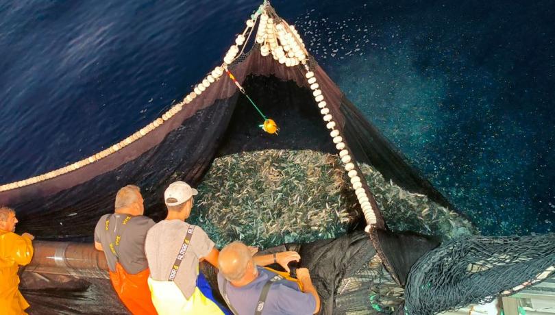 Sardines and anchovies have experienced a substantial decline in recent decades.